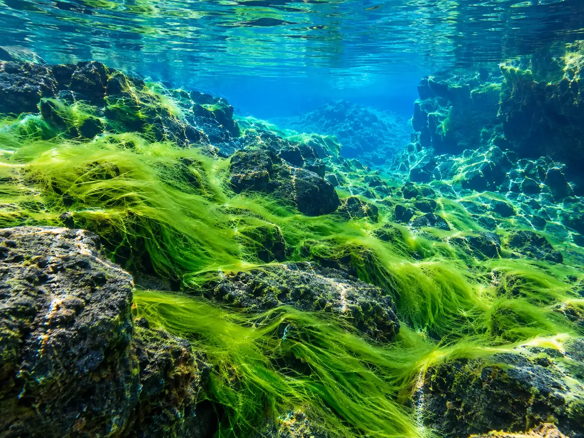 Des algues vert vif sur le fond de lave de la Silfra Lagoon peu profonde, sous une eau claire